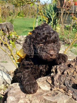 lagotto romagonolo - 6/7
