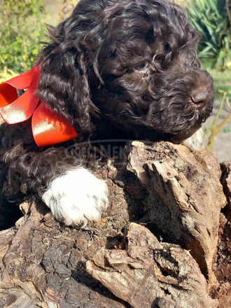 lagotto romagonolo - 7/7