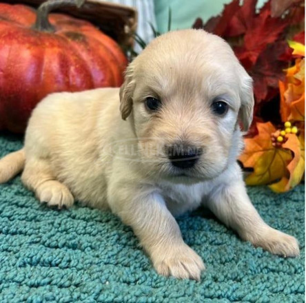 Cute and adorable Labrador retriever puppies available for sale - 1/4