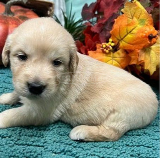 Cute and adorable Labrador retriever puppies available for sale