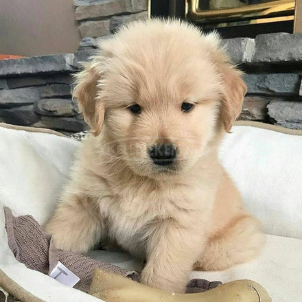 Cute and adorable Labrador retriever puppies available for sale - 4/4