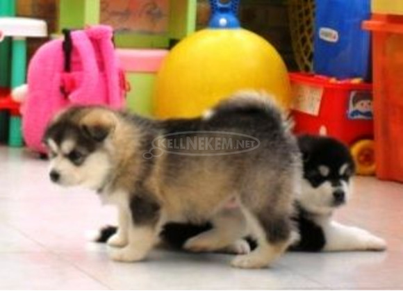 Gyönyörű szibériai husky fajtatiszta kölykök - 2/2