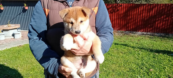 Shiba Inu fajtajellegű kiskutya - 9/9