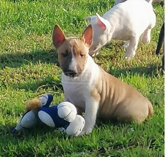 miniatűr bullterrier kölykök eladók.