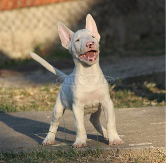 miniatűr bullterrier kölykök eladók.