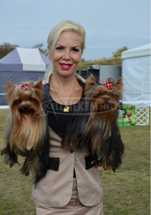 Yorkshire terrier kiskutya - 3/12