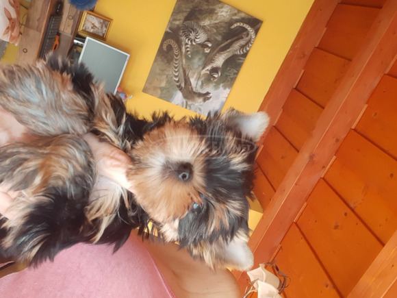 Yorkshire terrier kiskutya - 4/12
