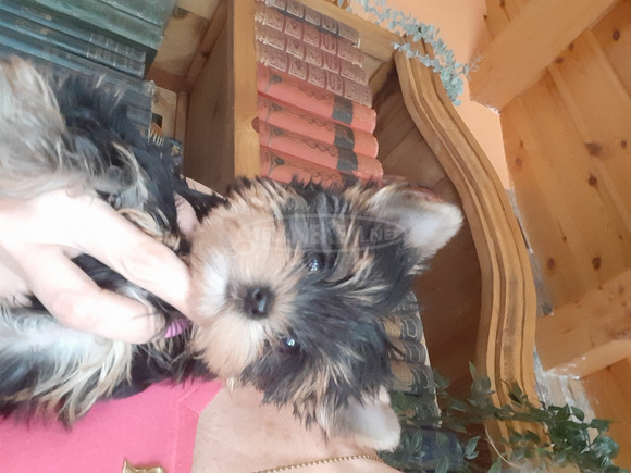 Yorkshire terrier kiskutya - 5/12