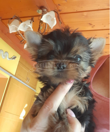 Yorkshire terrier kiskutya - 6/12