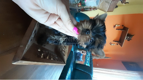 Yorkshire terrier kiskutya - 7/12