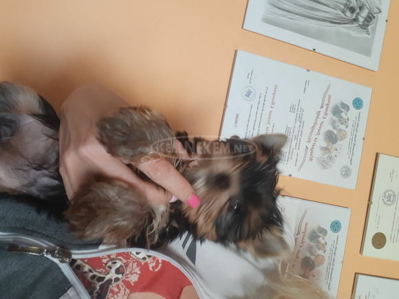 Yorkshire terrier kiskutya - 8/12