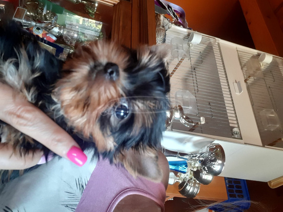 Yorkshire terrier kiskutya - 9/12