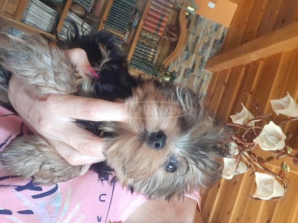 Yorkshire terrier kiskutya - 10/12