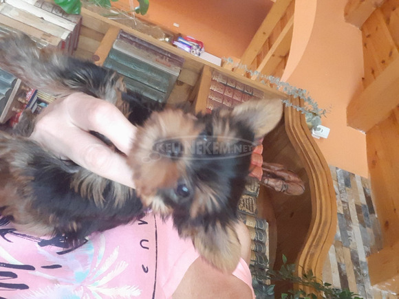 Yorkshire terrier kiskutya - 11/12
