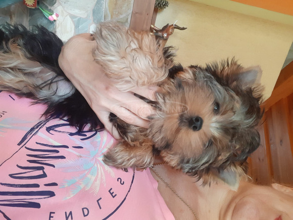 Yorkshire terrier kiskutya - 12/12