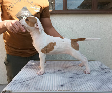 Amerikai staffordshire terrier kölyök