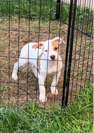 Amerikai staffordshire terrier kölyök - 3/4