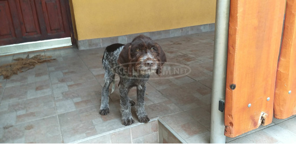 Drótos német vizsla kölykök - 4/4