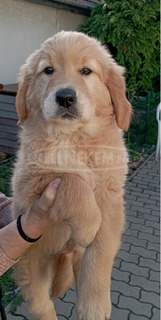 Golden retriever lányok