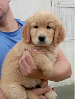 Golden retriever lányok