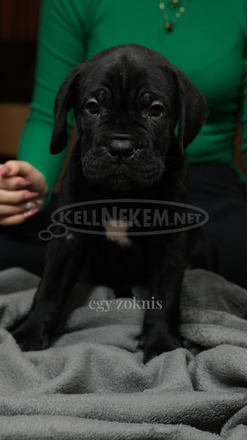 Cane Corso törzskönyves szülőktől - 1/12