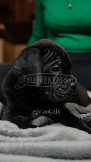 Cane Corso törzskönyves szülőktől