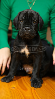 Cane Corso törzskönyves szülőktől