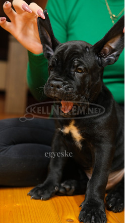 Cane Corso törzskönyves szülőktől - 4/12
