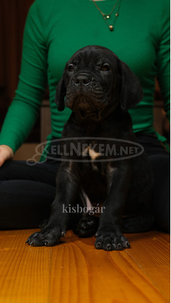 Cane Corso törzskönyves szülőktől - 5/12