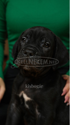 Cane Corso törzskönyves szülőktől - 6/12