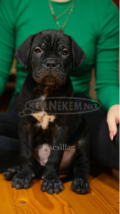 Cane Corso törzskönyves szülőktől - 7/12