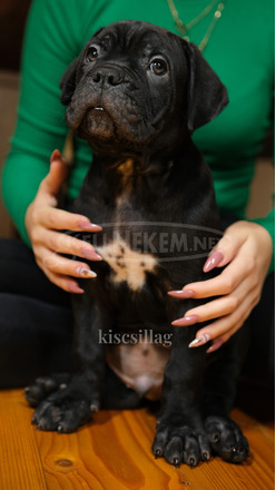 Cane Corso törzskönyves szülőktől - 8/12