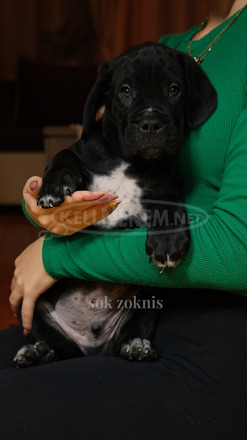 Cane Corso törzskönyves szülőktől - 9/12