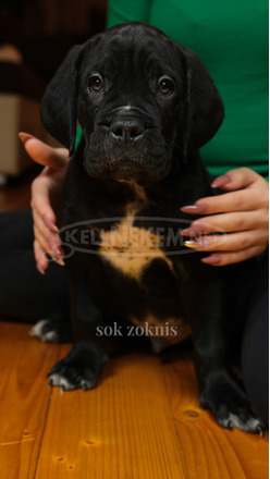 Cane Corso törzskönyves szülőktől - 10/12