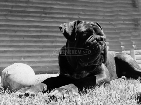 Cane Corso törzskönyves szülőktől - 11/12