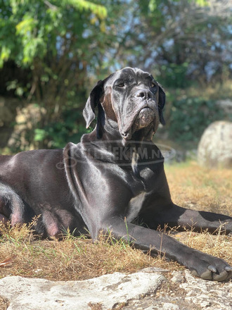 Cane Corso törzskönyves szülőktől - 12/12