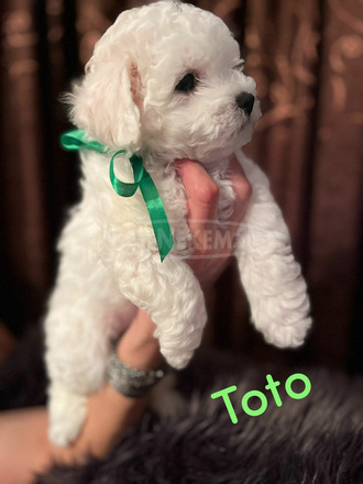 Bichon Frise kölykök - 4/7
