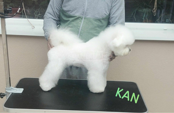 Bichon Frise kölykök - 6/7