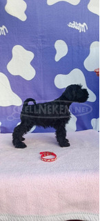 Miniatűr schnauzer Kölykök