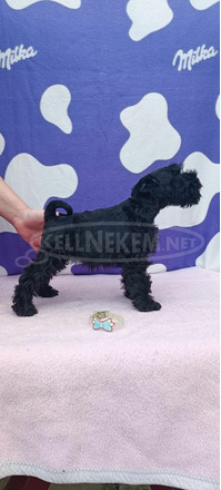 Miniatűr schnauzer Kölykök - 3/9