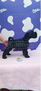 Miniatűr schnauzer Kölykök