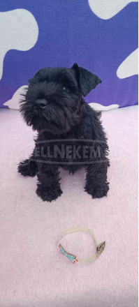 Miniatűr schnauzer Kölykök - 4/9