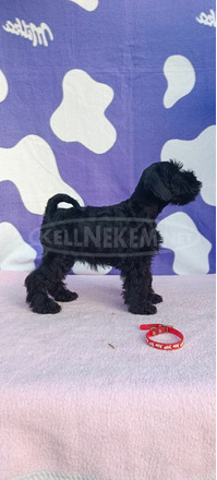 Miniatűr schnauzer Kölykök - 5/9