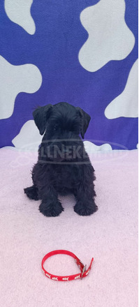 Miniatűr schnauzer Kölykök - 6/9