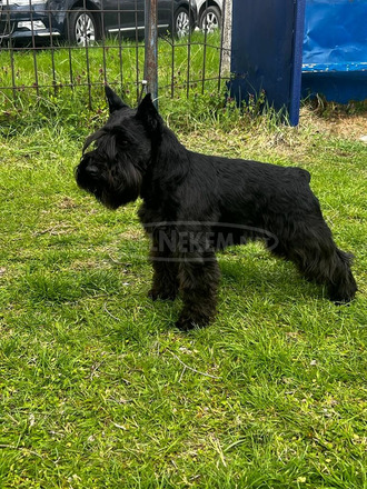 Miniatűr schnauzer Kölykök - 7/9
