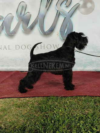 Miniatűr schnauzer Kölykök - 8/9