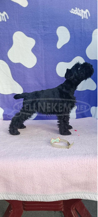 Miniatűr schnauzer Kölykök - 9/9