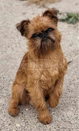 Griffon kiskutyák eladók - 9/10