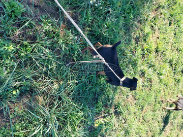 Eladó jagd terrier kutyák