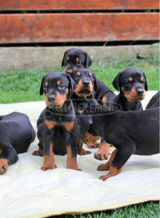 Doberman kölykök - 1/9